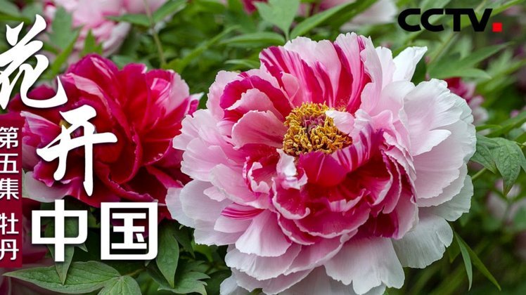 花呗套现：合法风险探究