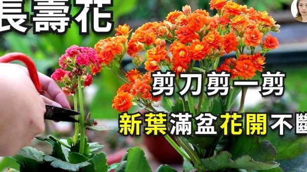 花呗套现合法吗？现在还能用吗