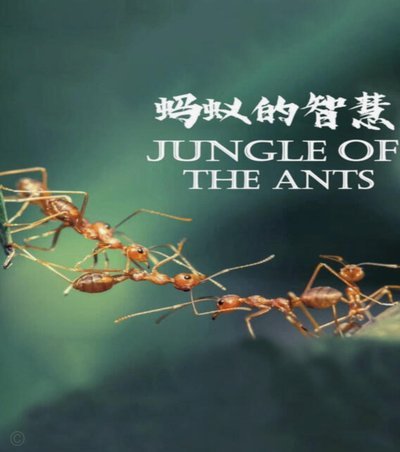 蚂蚁花呗属于哪个平台？
