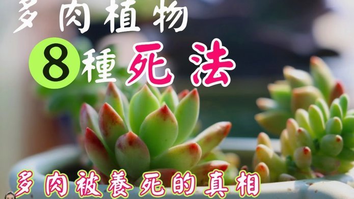 怎么套花呗不用手续费