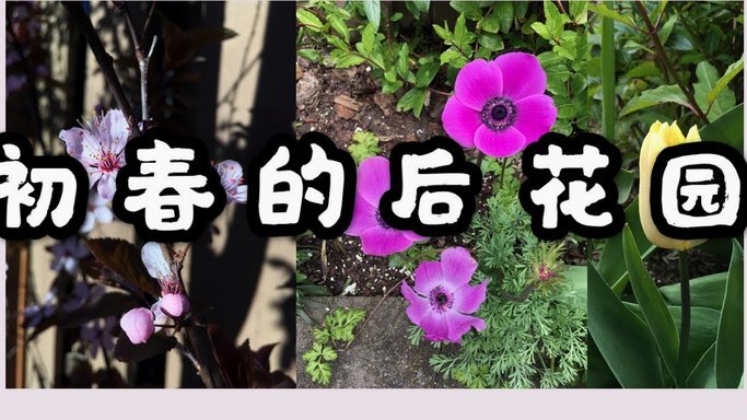 羊小咩享花卡玩法大揭秘