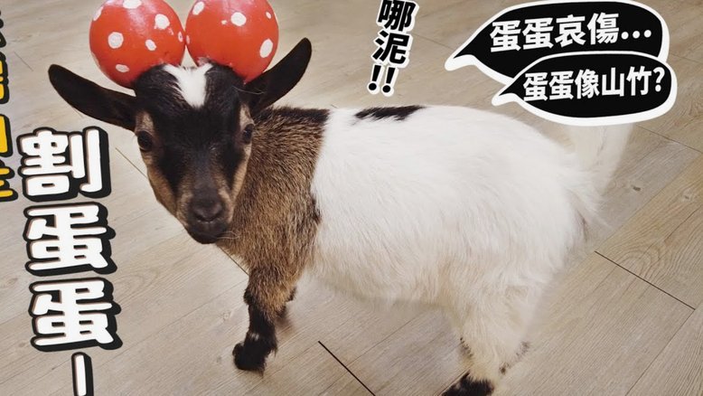 羊小咩商城是正品吗