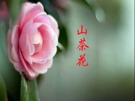 揭秘“套花呗信用卡”背后的金融陷阱