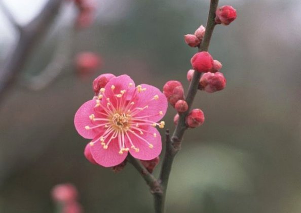 花呗分期能套现吗？风险与真相深度揭秘