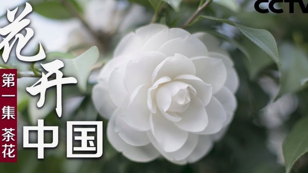 携程“拿去花”变现之路能否走通？