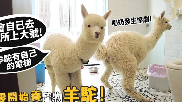得物提现手续费